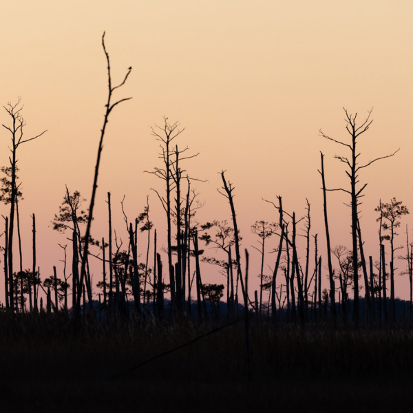 Ghost forests grow as sea levels rise