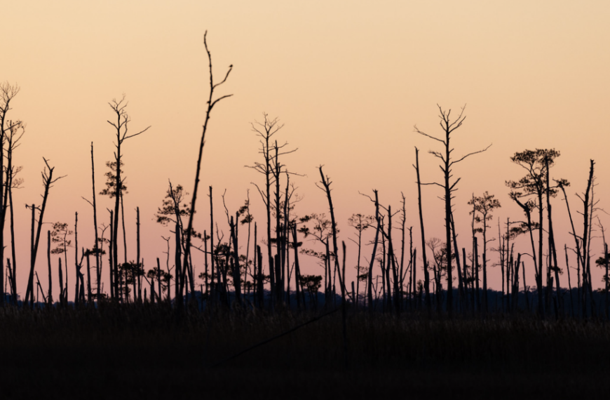 Ghost forests grow as sea levels rise
