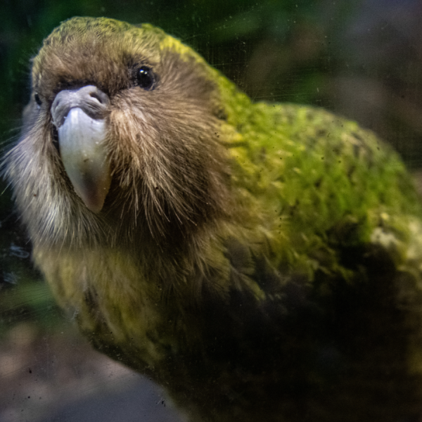 Kakapo: The Fat Parrot That Can Live Almost 100 Years