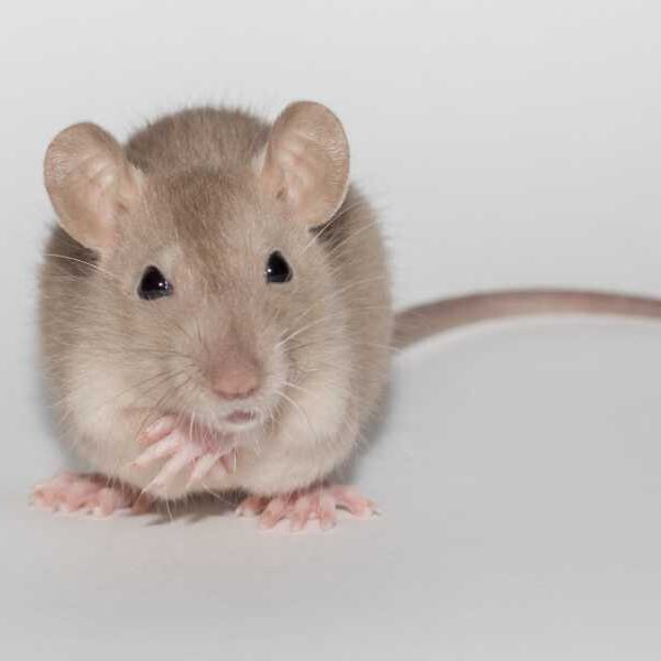 ‘Rubber Paw Illusion’: Mice Can ‘Feel’ Artificial Limbs Just Like Humans