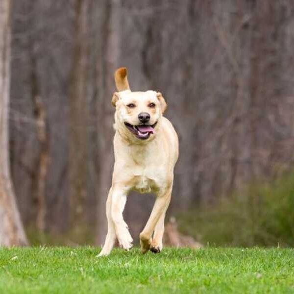 Why Dogs Have ‘Zoomi Attacks’, According to a Vet, and What Triggers…