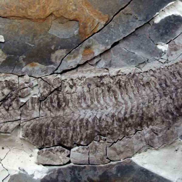 Scientists Discover ‘Inside-Out, Legless, Headless Wonder’ That Lived Long Before Dinosaurs