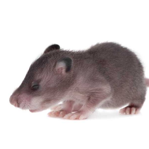 Which animal has the best sense of smell?