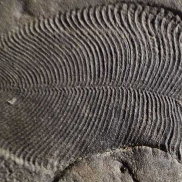 Scientists have discovered fossils dating back 558 million years, which are the…