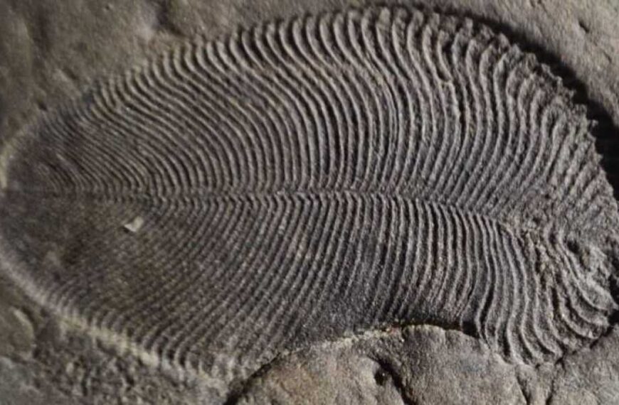 Scientists have discovered fossils dating back 558 million years, which are the&hellip;