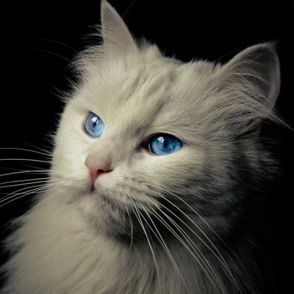 Cats may have been domesticated much later than we thought, with earlier…