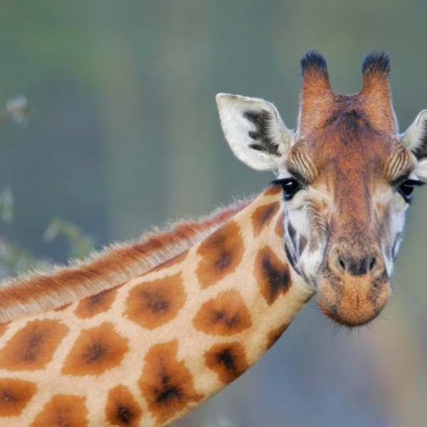 Why do giraffes have spots?