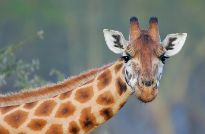 Why do giraffes have spots?