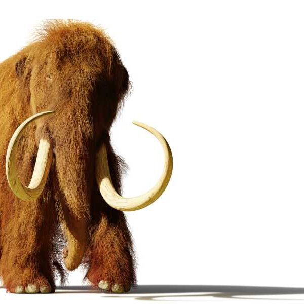 Oldest Known North American Woolly Mammoth Discovered in ‘Long-Lost’ Ancient DNA