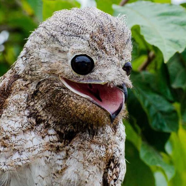 Big Potoo: A stump bird with a mesmerizing growl that can see&hellip;