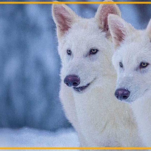 Colossal’s campaign to bring back extinct species is built on a semantic…