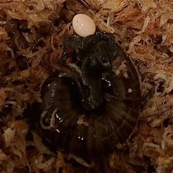 Watch as the elusive New Zealand snail lays an egg through a…