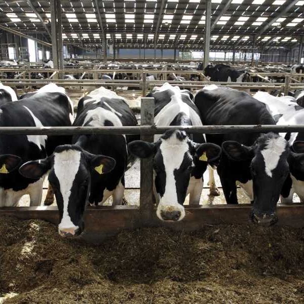 Raw milk containing salmonella has sickened 170 people in five states, mostly&hellip;