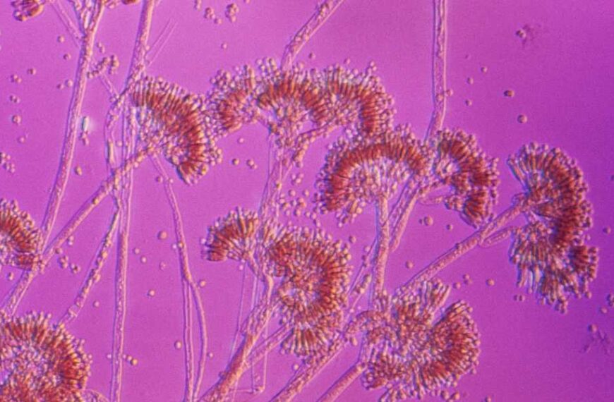 You may not be allergic to penicillin. Here’s how to find out&hellip;