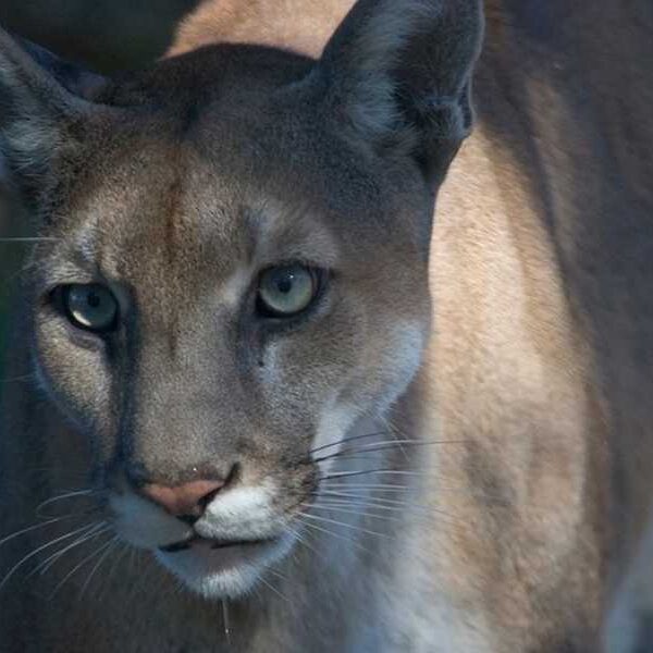 Texas cougar genes are saving Florida cougars from extinction—for now.