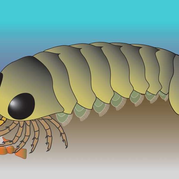 Ancient sea creature’s ‘backward’ brain hints spiders’ ancestors evolved in the ocean