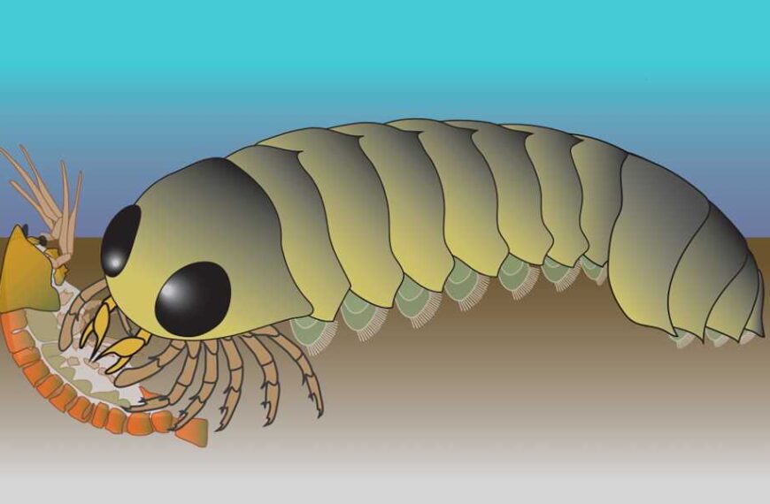 Ancient sea creature’s ‘backward’ brain hints spiders’ ancestors evolved in the ocean
