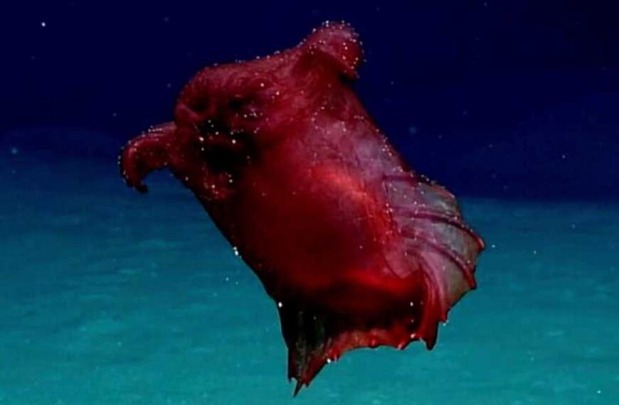 Headless Chicken Monster: A Deep-Sea Sea Cucumber With Sediment-Eating Tube Legs