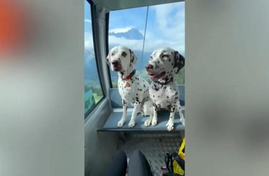 ‘Super Rare’ Albino Squirrel Spotted on South Dakota Golf Course