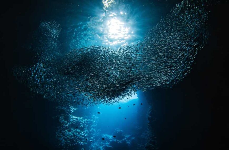 Earth’s oceans are a ‘ticking time bomb’ as acidity levels approach ‘danger&hellip;