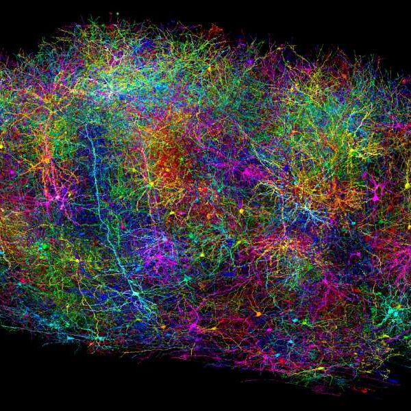 Scientists Create Largest Brain ‘Connectome’ to Date by Making Lab Mouse Watch&hellip;