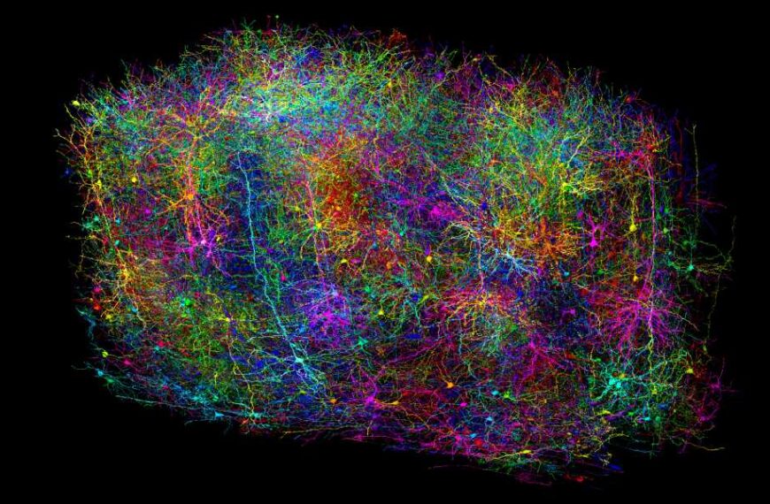Scientists Create Largest Brain ‘Connectome’ to Date by Making Lab Mouse Watch&hellip;