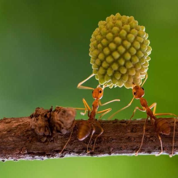 Insects: Facts about the creepy crawlies that make up more than half…