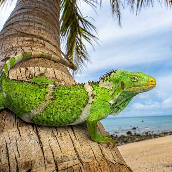Iguanas floated a fifth of the way around the world on rafts…