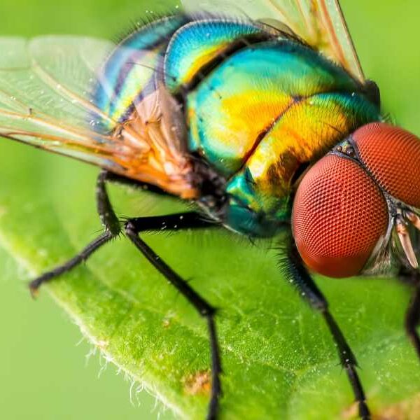 How many species of insects are there on Earth?