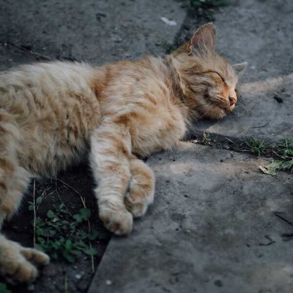 Why do cats love concrete slabs?
