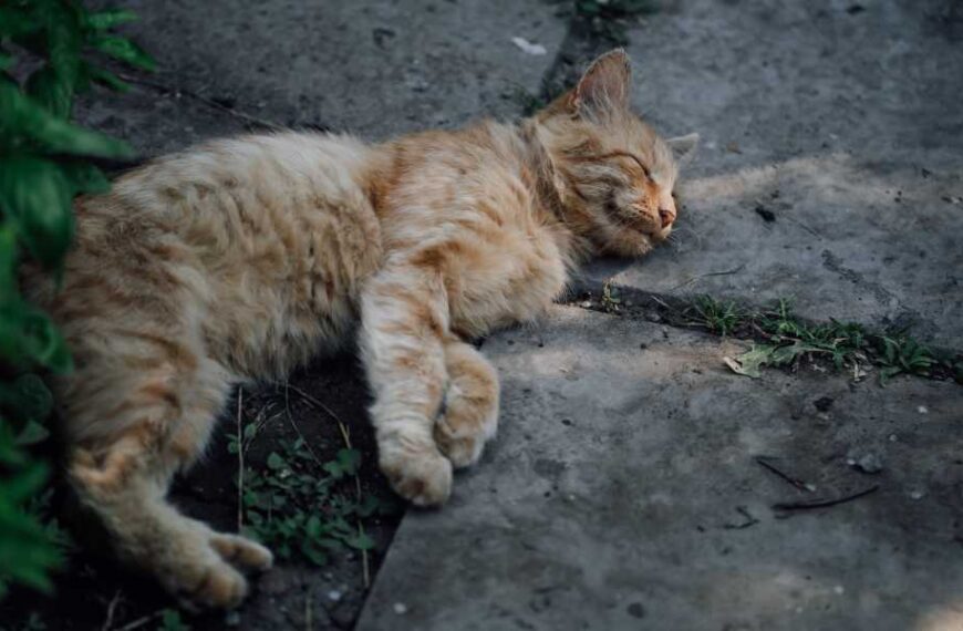 Why do cats love concrete slabs?