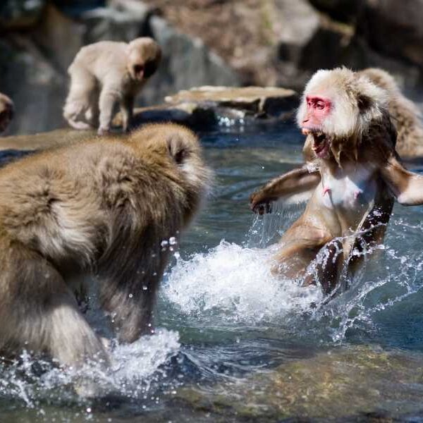 The study found that “alpha male” primates are rare, and females are&hellip;