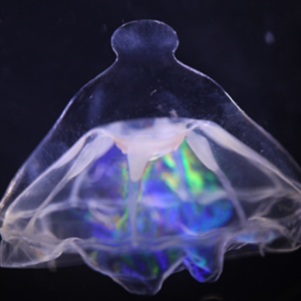 Mysterious Atlantic barrier separates strange deep-sea jellyfish