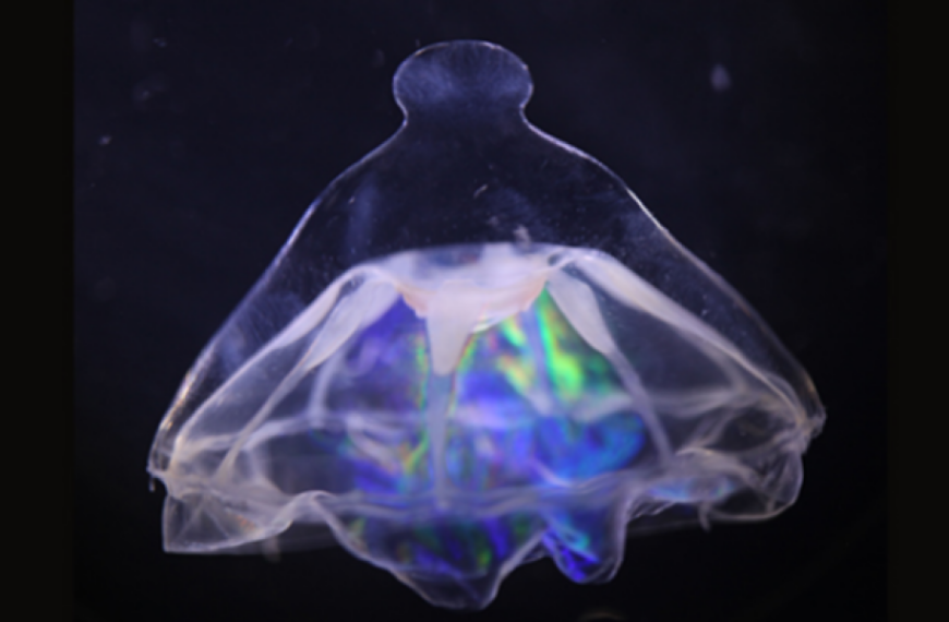 Mysterious Atlantic barrier separates strange deep-sea jellyfish