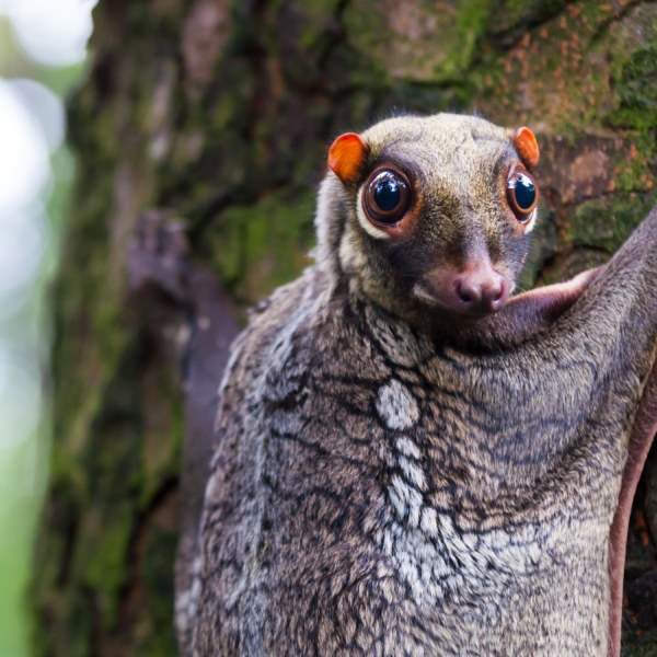 Coguan: The ‘flying lemur’ that doesn’t fly and isn’t a lemur