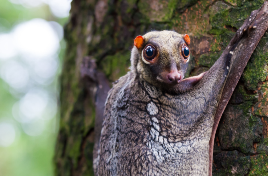 Coguan: The ‘flying lemur’ that doesn’t fly and isn’t a lemur