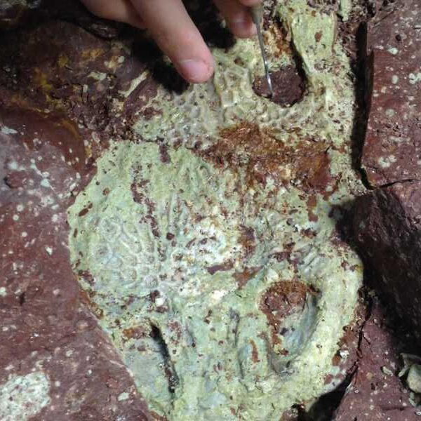 Alligator-Sized Triassic Amphibians Died in Wyoming Mass Extinction, Mysterious ‘Bone Bed’ Reveals