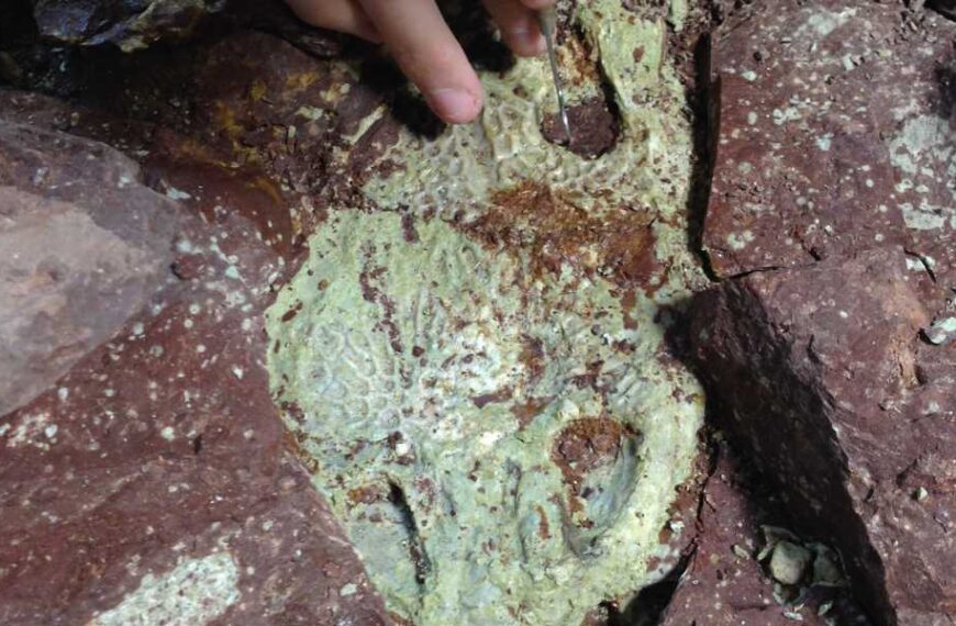 Alligator-Sized Triassic Amphibians Died in Wyoming Mass Extinction, Mysterious ‘Bone Bed’ Reveals