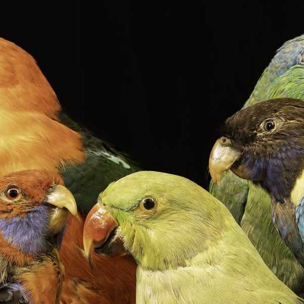 Why are tropical animals so colorful?