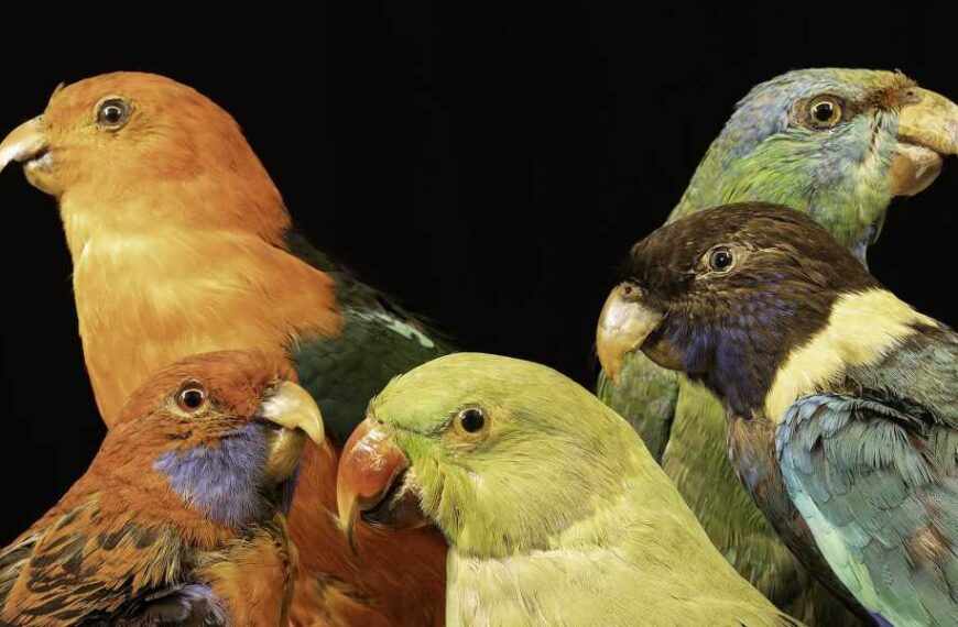 Why are tropical animals so colorful?