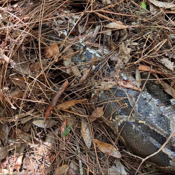 Florida lynx bites head off 13-foot Burmese python in Everglades