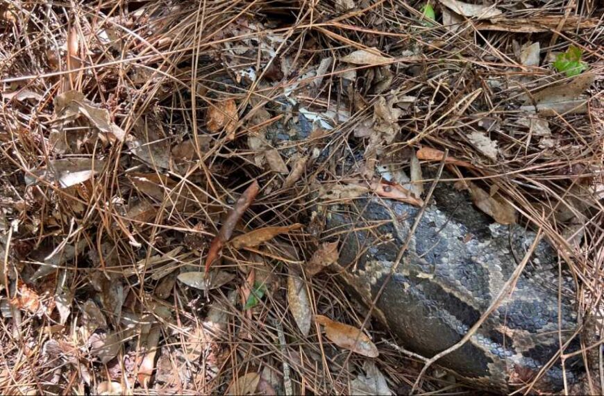 Florida lynx bites head off 13-foot Burmese python in Everglades