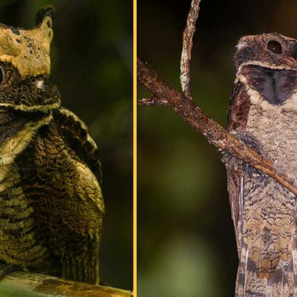 Big-eared Nightjar: The ‘Dragon Chick’ Bird That Lays Eggs on the Floor