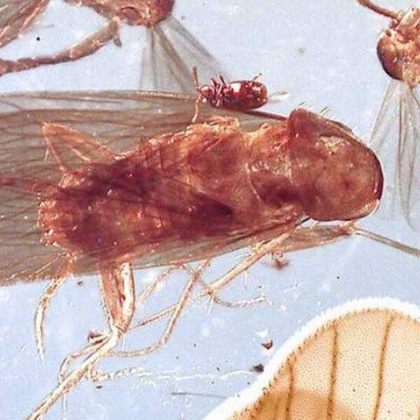 Two new ancient cockroach species found preserved in amber