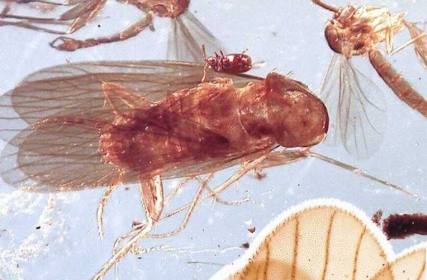 Two new ancient cockroach species found preserved in amber