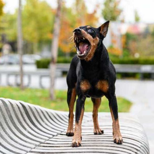 “I’m a dog expert. Correcting your pet’s behavior can be a challenge.”