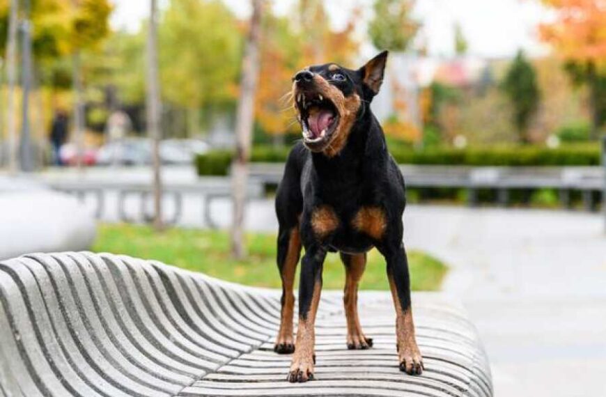 “I’m a dog expert. Correcting your pet’s behavior can be a challenge.”