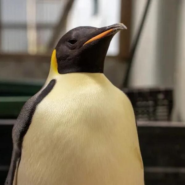 Penguin Causes Helicopter Crash in South Africa, Authorities Say