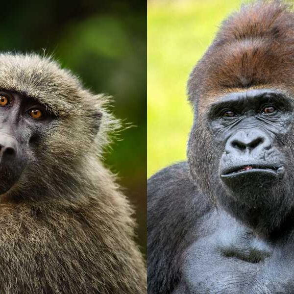 What is the difference between apes and monkeys?
