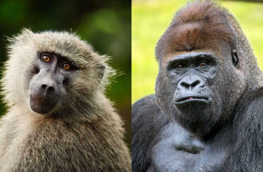 What is the difference between apes and monkeys?